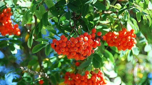 Rubrik_Naturschutz_Biodiv-pixabay-Eberesche-owan-1671947__340